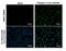 Japanese Encephalitis Virus NS4B  antibody, NBP2-42895, Novus Biologicals, Immunofluorescence image 