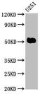 Fez family zinc finger protein 1 antibody, CSB-PA008602LA01HU, Cusabio, Western Blot image 