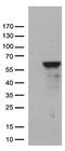 Zinc Finger Protein 480 antibody, TA812641S, Origene, Western Blot image 