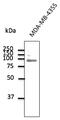 Toll Like Receptor 2 antibody, AB0098-200, Origene, Western Blot image 