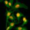 Histone Cluster 2 H2B Family Member E antibody, GTX33619, GeneTex, Immunofluorescence image 