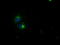 CD4 antibody, TA500479, Origene, Immunofluorescence image 