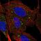 Scavenger Receptor Class B Member 1 antibody, HPA066285, Atlas Antibodies, Immunofluorescence image 
