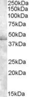 Muscleblind Like Splicing Regulator 1 antibody, MBS421862, MyBioSource, Western Blot image 