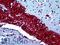 S100 Calcium Binding Protein A6 antibody, LS-B5204, Lifespan Biosciences, Immunohistochemistry paraffin image 