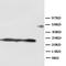 Sftpa antibody, orb27561, Biorbyt, Western Blot image 
