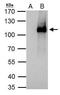 Elongator complex protein 2 antibody, PA5-31859, Invitrogen Antibodies, Immunoprecipitation image 