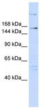 Arginine-Glutamic Acid Dipeptide Repeats antibody, TA343681, Origene, Western Blot image 