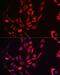 Mitochondrial fission 1 protein antibody, GTX00950, GeneTex, Immunocytochemistry image 