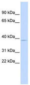 Pituitary homeobox 3 antibody, TA332080, Origene, Western Blot image 