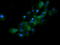 RAB21, Member RAS Oncogene Family antibody, LS-C174498, Lifespan Biosciences, Immunofluorescence image 