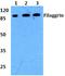 Filaggrin antibody, LS-B13455, Lifespan Biosciences, Western Blot image 