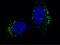Cathepsin A antibody, GTX02096, GeneTex, Immunocytochemistry image 