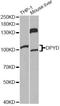 Dihydropyrimidine dehydrogenase [NADP+] antibody, A1620, ABclonal Technology, Western Blot image 