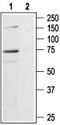 P2RX7 antibody, TA328994, Origene, Western Blot image 