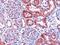 Dicarbonyl And L-Xylulose Reductase antibody, PA5-18071, Invitrogen Antibodies, Immunohistochemistry frozen image 