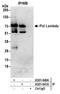 DNA polymerase lambda antibody, A301-641A, Bethyl Labs, Immunoprecipitation image 