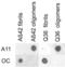 Amyloid Beta Precursor Protein antibody, LS-C231802, Lifespan Biosciences, Dot Blot image 