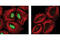 Histone Deacetylase 3 antibody, 3815S, Cell Signaling Technology, Immunocytochemistry image 