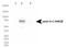Lamin A/C mutant R482W antibody, NBP1-77402, Novus Biologicals, Western Blot image 