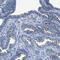 Cilia And Flagella Associated Protein 77 antibody, PA5-54385, Invitrogen Antibodies, Immunohistochemistry frozen image 