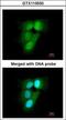 Proteasome Subunit Alpha 6 antibody, GTX113530, GeneTex, Immunofluorescence image 