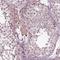 Cell Division Cycle 14A antibody, HPA023783, Atlas Antibodies, Immunohistochemistry frozen image 