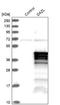Deleted in azoospermia-like antibody, NBP1-85306, Novus Biologicals, Western Blot image 