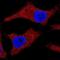 Cytochrome C, Somatic antibody, NB100-56503, Novus Biologicals, Immunofluorescence image 
