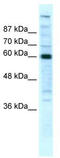 RNA Polymerase II Subunit B antibody, TA330551, Origene, Western Blot image 
