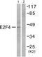 E2F Transcription Factor 4 antibody, TA313778, Origene, Western Blot image 