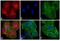 Rat IgG Isotype Control antibody, A24548, Invitrogen Antibodies, Immunofluorescence image 