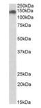 hCAP-E antibody, orb22507, Biorbyt, Western Blot image 