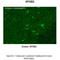 SPRY domain-containing SOCS box protein 2 antibody, A10691, Boster Biological Technology, Immunohistochemistry frozen image 