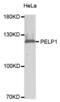 PELP1 antibody, abx002289, Abbexa, Western Blot image 