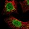 KIAA0930 antibody, HPA038091, Atlas Antibodies, Immunofluorescence image 