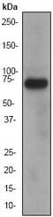 Protein Regulator Of Cytokinesis 1 antibody, ab51248, Abcam, Western Blot image 