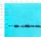 Inhibitor Of DNA Binding 2 antibody, orb6091, Biorbyt, Western Blot image 