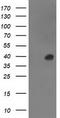 Ankyrin Repeat Domain 53 antibody, TA502597S, Origene, Western Blot image 
