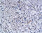 Mucosal Vascular Addressin Cell Adhesion Molecule 1 antibody, 250743, Abbiotec, Immunohistochemistry paraffin image 