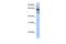 Zinc Finger Protein 564 antibody, PA5-41211, Invitrogen Antibodies, Western Blot image 