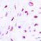 CCAAT Enhancer Binding Protein Beta antibody, LS-C358457, Lifespan Biosciences, Immunohistochemistry frozen image 