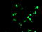 PHD Finger Protein 7 antibody, LS-C173962, Lifespan Biosciences, Immunofluorescence image 