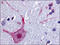 Muscarinic acetylcholine receptor M3 antibody, AP06826PU-N, Origene, Immunohistochemistry frozen image 