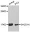 SH2 Domain Containing 1A antibody, abx001057, Abbexa, Western Blot image 