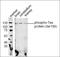 Microtubule Associated Protein Tau antibody, orb221938, Biorbyt, Western Blot image 