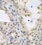 Minichromosome Maintenance Complex Component 3 antibody, FNab05058, FineTest, Immunohistochemistry paraffin image 