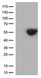 PD-L1 antibody, CF812586, Origene, Western Blot image 