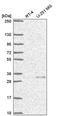 Ubiquitin C-Terminal Hydrolase L5 antibody, PA5-67383, Invitrogen Antibodies, Western Blot image 