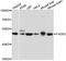 Fatty acid desaturase 2 antibody, PA5-76611, Invitrogen Antibodies, Western Blot image 